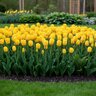Tulipa Bulb French Roi du Midi Tulip