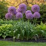 Allium Bulb giganteum Globemaster Ornamental Onion