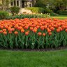 Tulipa Bulb Darwin Hybrid Gudoshnik Tulip