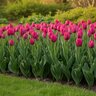 Tulipa Bulb Triumph Pink Ardour Tulip

