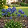 Allium Bulb Miniature Azureum Ornamental Onion