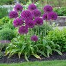 Allium Bulb Tall Purple Sensation Ornamental Onion
