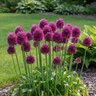 Allium Bulb Drumsticks Sphaerocephalon Ornamental Onion