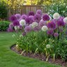 Allium Bulb Giganteum Giant Mixture Ornamental Onion