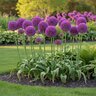 Allium Bulb Giganteum Pinball Wizard Ornamental Onion
