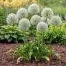 Allium Bulb Giganteum Mount Everest Ornamental Onion