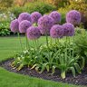 Allium Bulb Giganteum Gladiator Ornamental Onion