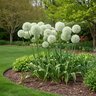 Allium Bulb Giganteum Mont Blanc Ornamental Onion