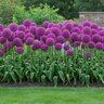 Allium Bulb Giganteum Ambassador Ornamental Onion