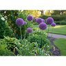 Allium Bulb Giganteum Ornamental Onion