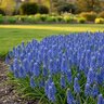 Muscari Bulb Aucheri Blue Magic Grape Hyacinth