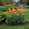 Tulipa Bulb Triumph Candy Corn Tulip