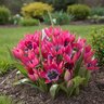 Tulipa Bulb Species Humilis Little Beauty Tulip