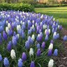 Muscari Bulb Armeniacum Mixture Grape Hyacinth