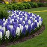 Hyacinthus Bulb Orientalis Crave The Waves Mixture Hyacinth