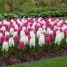 Hyacinthus Bulb Orientalis Diamonds and Pearls Mixture Hyacinth