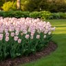 Tulipa Bulb Triumph Page Polka Tulip