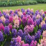 Hyacinthus Bulb Orientalis Cotton Candy Mixture Hyacinth
