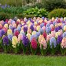 Hyacinthus Bulb Orientalis All Scent Mixture Hyacinth