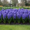 Hyacinthus Bulb Orientalis Aida Hyacinth 250 Count Crate