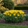 Tulipa Bulb Species Batalinii Honky Tonk Tulip