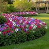 Anemone Bulb Coronaria De Caen Mixture Windflower