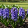 Hyacinthus Bulb Orientalis Peter Stuyveant Hyacinth