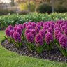 Hyacinthus Bulb Orientalis Miss Saigon Hyacinth
