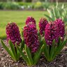 Hyacinthus Bulb Orientalis Woodstock Hyacinth