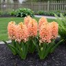 Hyacinthus Bulb Orientalis Gypsy Queen Hyacinth