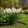 Narcissus Bulb Bunch Flowering Pipit Daffodil