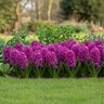Tulipa Bulb Triumph Saigon Tulip