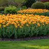 Tulipa Bulb Preasans Shogun Tulip