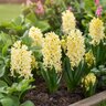 Hyacinthus Bulb Orientalis Gypsy Princess Hyacinth