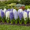 Hyacinthus Bulb Orientalis The Blues Mixture Hyacinth