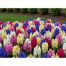 Hyacinthus Bulb Orientalis Rainbow Mixture Hyacinth