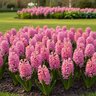 Hyacinthus Bulb Orientalis Pink Pearl Hyacinth