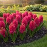 Hyacinthus Bulb Orientalis Jan Bos Hyacinth