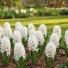 Hyacinthus Bulb Orientalis White Pearl Hyacinth