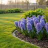 Hyacinthus Bulb Orientalis Delft Blue Hyacinth