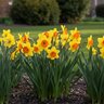 Narcissus Bulb Bunch Flowering Kedron Daffodil