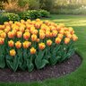 Tulipa Bulb Triumph Cape Town Tulip