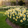 Narcissus Bulb Large Cup Avalon Daffodil