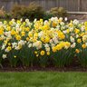 Narcissus Bulb Bunch Flowering Fragrant Mixture Daffodil