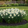 Narcissus Bulb Split Corona Papillon Blanc Daffodil