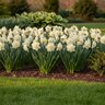 Narcissus Bulb Double Obdam Daffodil