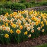 Narcissus Bulb Split Corona Butterfly Mixture Daffodil