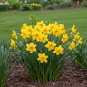 Narcissus Bulb Bunch Flowering Regeneration Daffodil