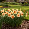 Narcissus Bulb Small Cup Altruist Daffodil