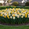 Narcissus Bulb Double Mixture Daffodil